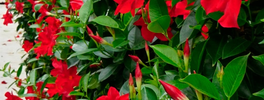 rosas trepadoras para la zona 4 guia completa para jardineros