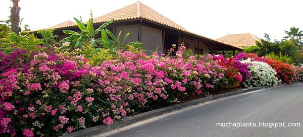 rose of sharon companeros ideales para un jardin colorido todo el ano
