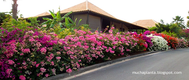 rose of sharon companeros ideales para un jardin colorido todo el ano