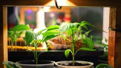 sales de epsom para plantas de interior mito o realidad