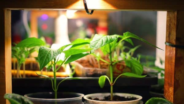sales de epsom para plantas de interior mito o realidad