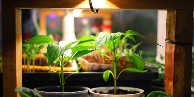 sales de epsom para plantas de interior mito o realidad