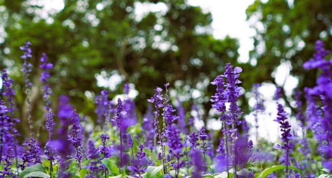 salvia guia completa de tipos y cuidados para tu jardin