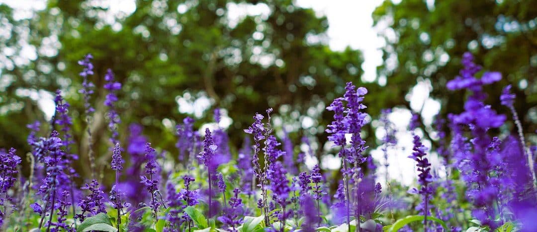 salvia guia completa de tipos y cuidados para tu jardin