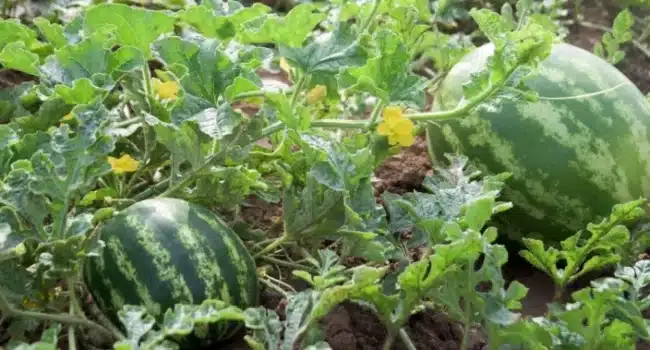 sandia cuantas por planta guia completa para la poda y obtener frutos gigantes