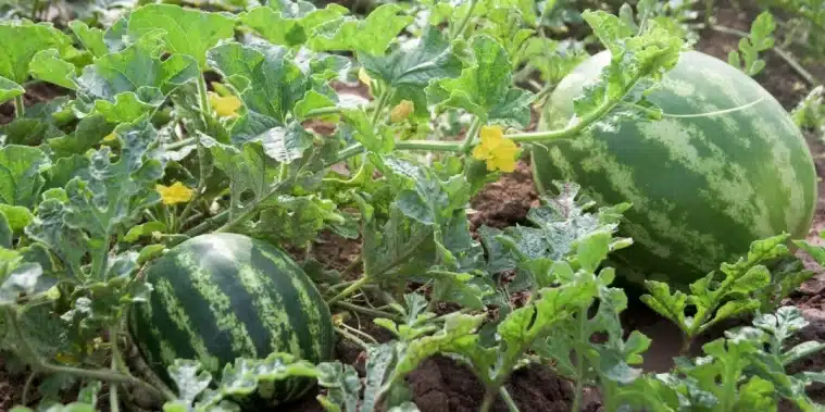 sandia cuantas por planta guia completa para la poda y obtener frutos gigantes