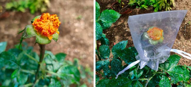 Sauce Corcho: Guía Completa para Plantar y Cuidar este Árbol Exótico