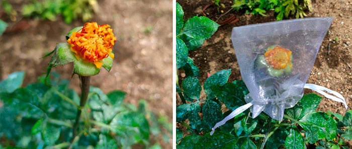 Sauce Corcho: Guía Completa para Plantar y Cuidar este Árbol Exótico