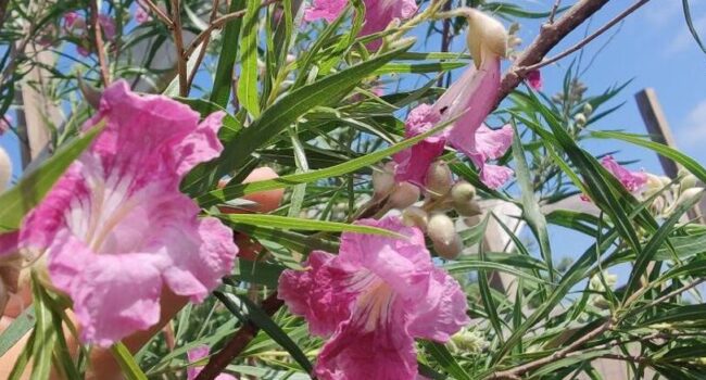 sauce del desierto pros y contras para tu jardin