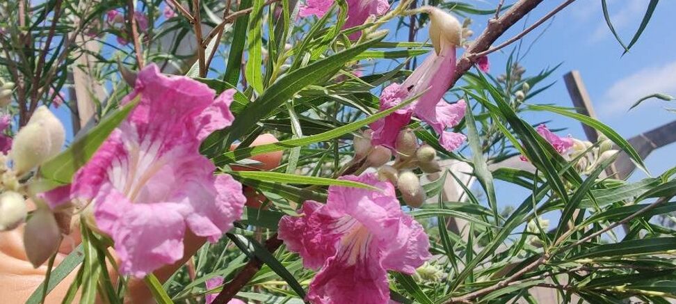 sauce del desierto pros y contras para tu jardin