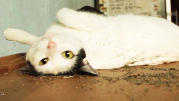 se puede dar hierba gatera a gatos callejeros la verdad sobre la nepeta cataria