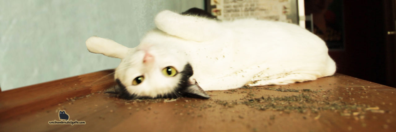 se puede dar hierba gatera a gatos callejeros la verdad sobre la nepeta cataria