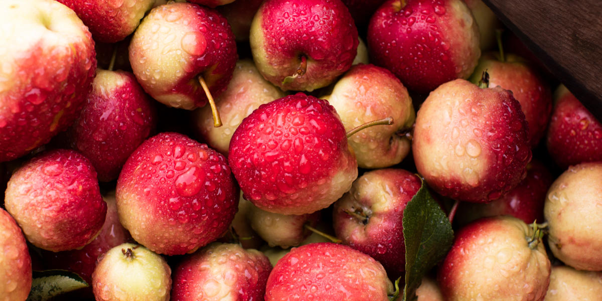se pueden comer manzanas silvestres descubre sus usos culinarios y variedades comestibles