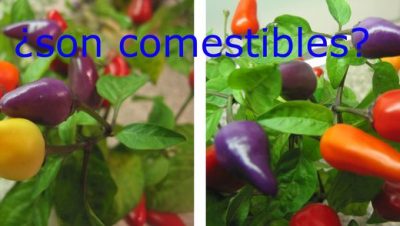 se pueden comer pimientos ornamentales la verdad sobre su comestibilidad