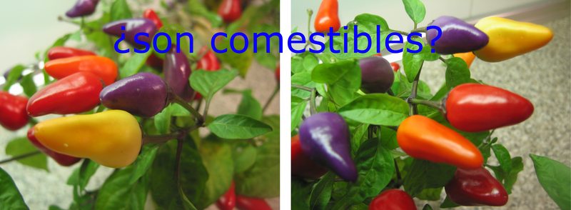 se pueden comer pimientos ornamentales la verdad sobre su comestibilidad