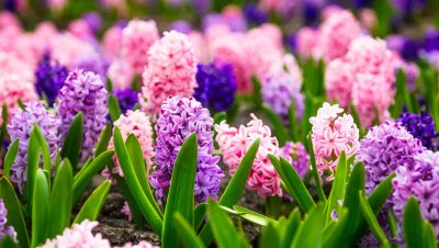 se pueden cultivar lilas en macetas guia completa para su cuidado