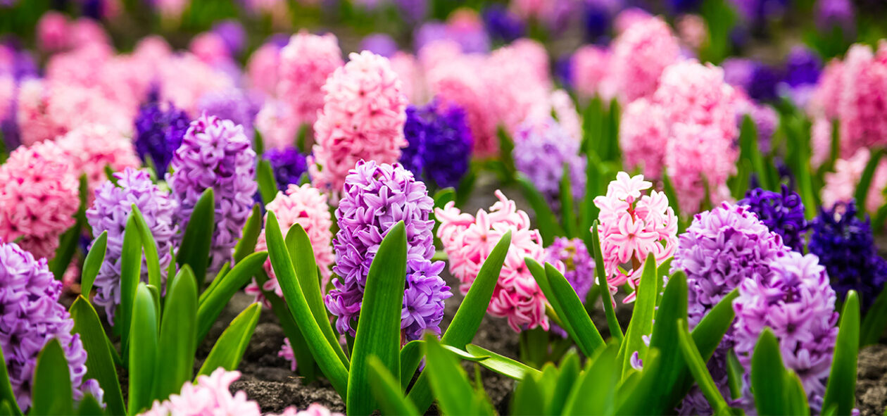 se pueden cultivar lilas en macetas guia completa para su cuidado