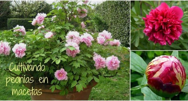 se pueden cultivar peonias en macetas guia completa