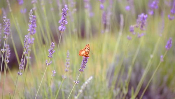 se pueden dividir las plantas de lavanda guia completa para la propagacion