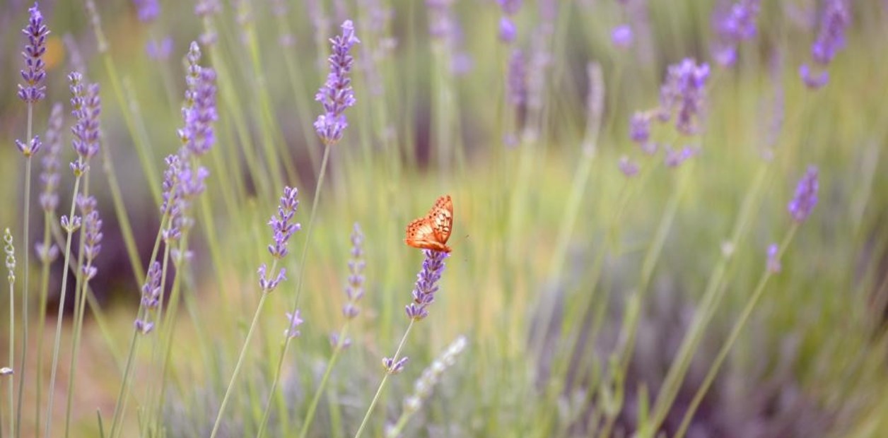 se pueden dividir las plantas de lavanda guia completa para la propagacion
