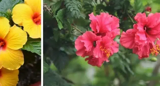 sembrar semillas de hibisco guia paso a paso para un jardin vibrante