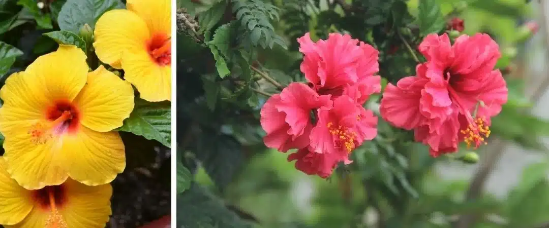 sembrar semillas de hibisco guia paso a paso para un jardin vibrante