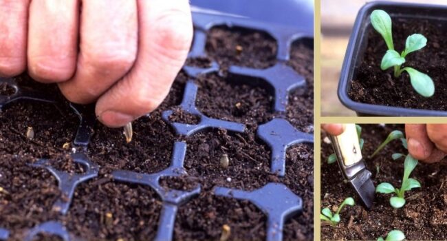 semillas de dalias como cultivar tus propias bellezas