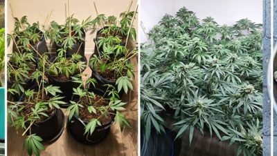 semillas que germinan en 1 dia guia para cultivar rapido y combatir el aburrimiento