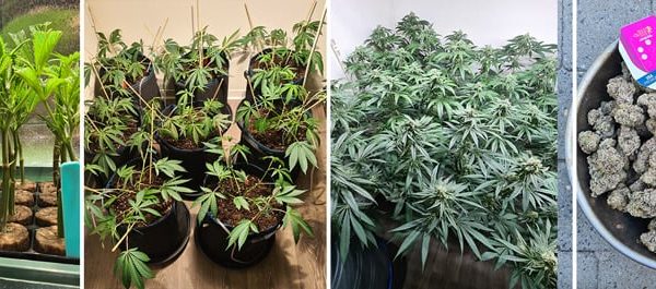 semillas que germinan en 1 dia guia para cultivar rapido y combatir el aburrimiento