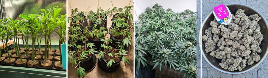 semillas que germinan en 1 dia guia para cultivar rapido y combatir el aburrimiento