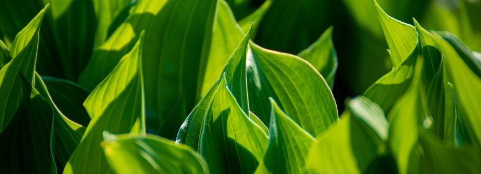 separar bulbos de canna guia completa para multiplicar tus plantas