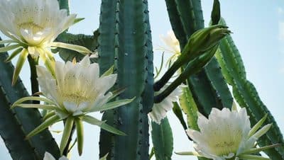 sol o sombra para la gloria de la manana guia completa de cultivo