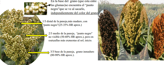 sorgo se parece al maiz descubre las diferencias y usos de este cultivo