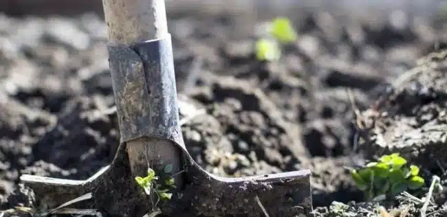 suelo acido como bajar la acidez y revivir tu jardin