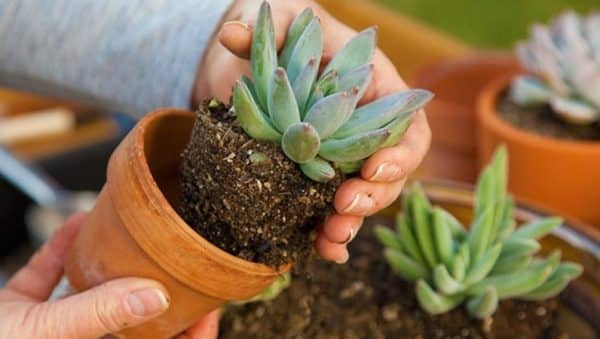 suelo para cactus la clave para un crecimiento saludable