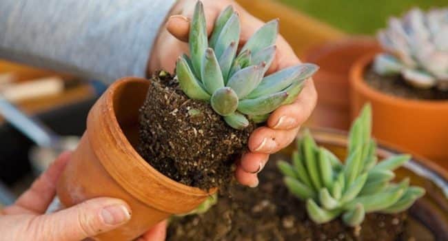 suelo para cactus la clave para un crecimiento saludable