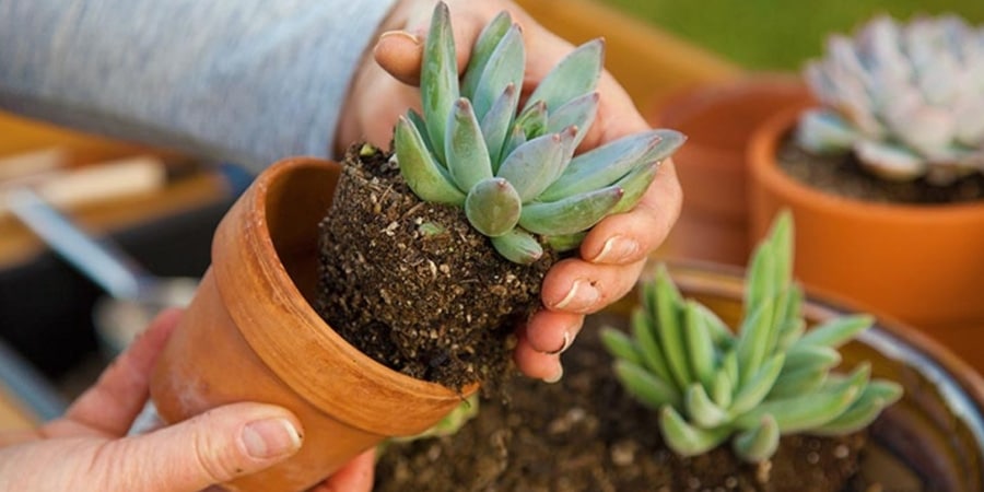 suelo para cactus la clave para un crecimiento saludable