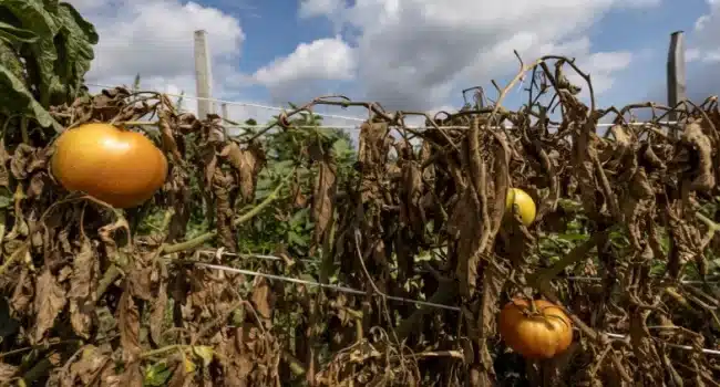 Temperatura ideal para tomates: ¿Cuánto frío toleran?