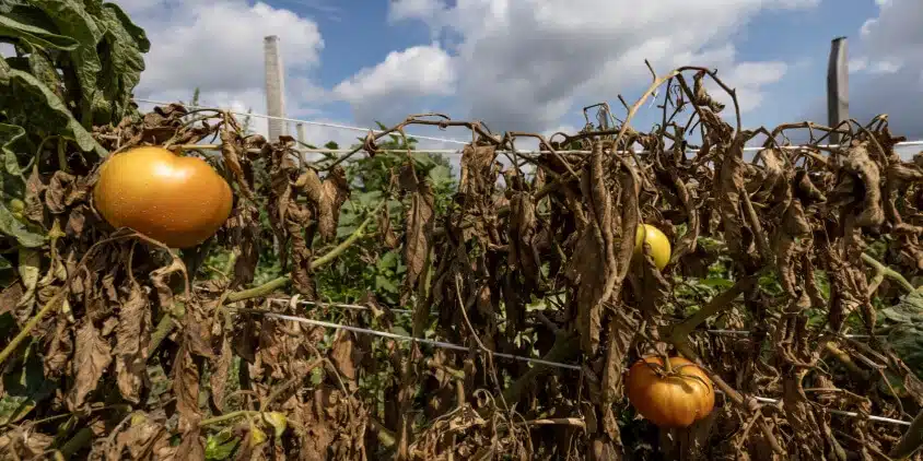 Temperatura ideal para tomates: ¿Cuánto frío toleran?