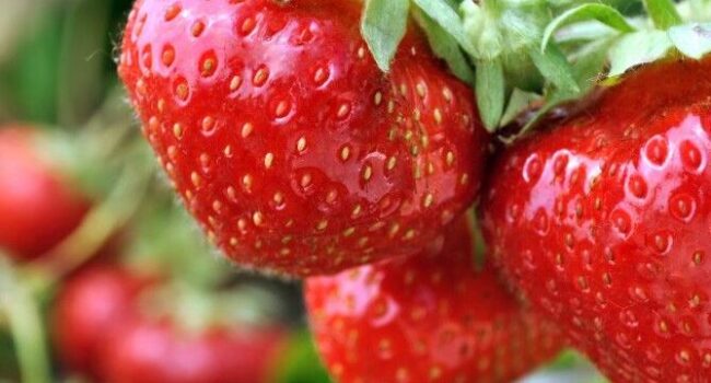 tipos de fresas descubre la variedad perfecta para tu jardin