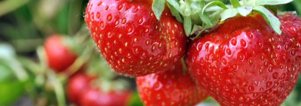 tipos de fresas descubre la variedad perfecta para tu jardin