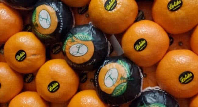 tipos de naranja descubre la increible variedad de este citrico