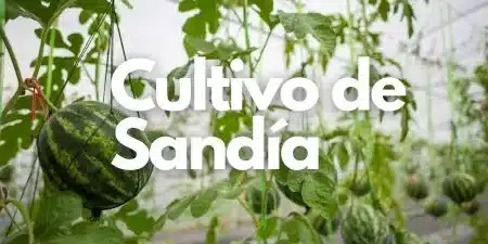 tipos de sandia guia completa con imagenes y variedades