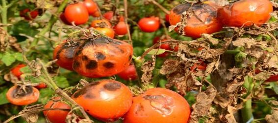 tizon en patatas como identificar y combatir la tizon temprana y tardia