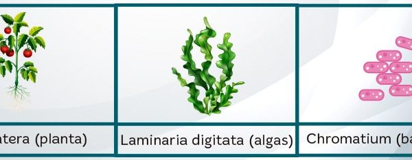 todas las plantas necesitan luz solar para vivir descubre las excepciones