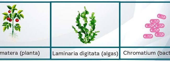 todas las plantas necesitan luz solar para vivir descubre las excepciones