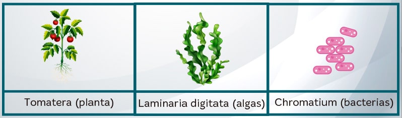 todas las plantas necesitan luz solar para vivir descubre las