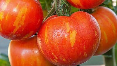 tomatillos maduros como saber cuando cosecharlos