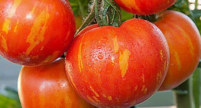 tomatillos maduros como saber cuando cosecharlos