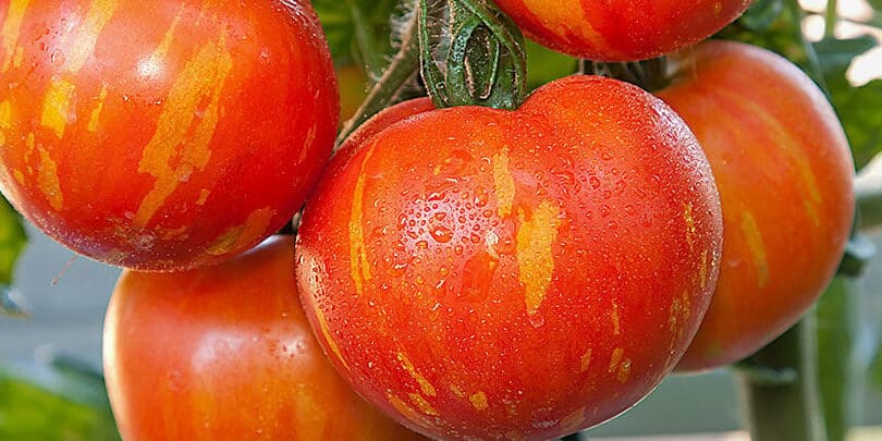 tomatillos maduros como saber cuando cosecharlos